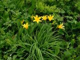 Hemerocallis middendorffii. Цветущее растение. Хабаровский край, окр. г. Комсомольск-на-Амуре, опушка смешанного леса. 08.06.2026.