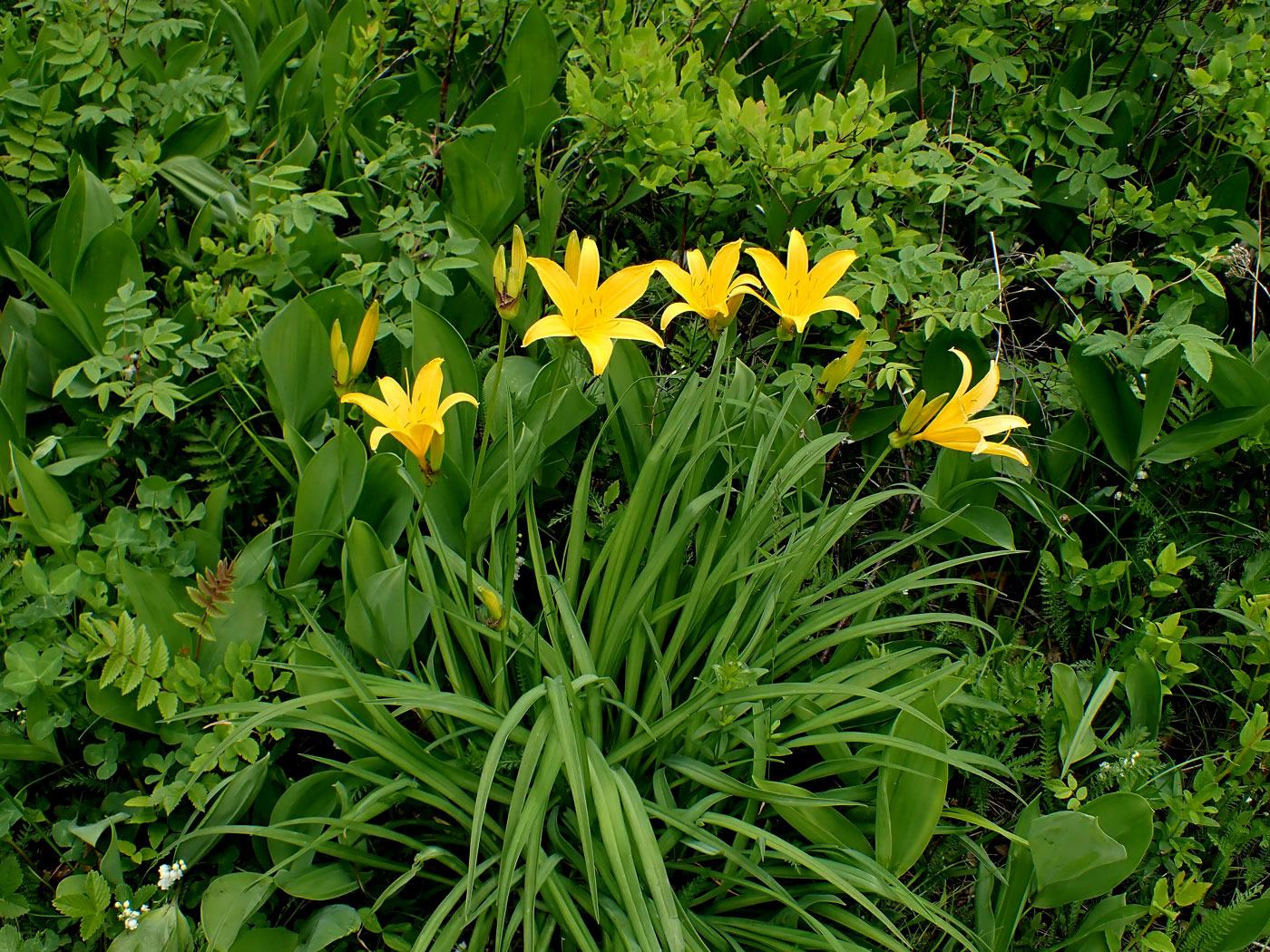 Image of Hemerocallis middendorffii specimen.