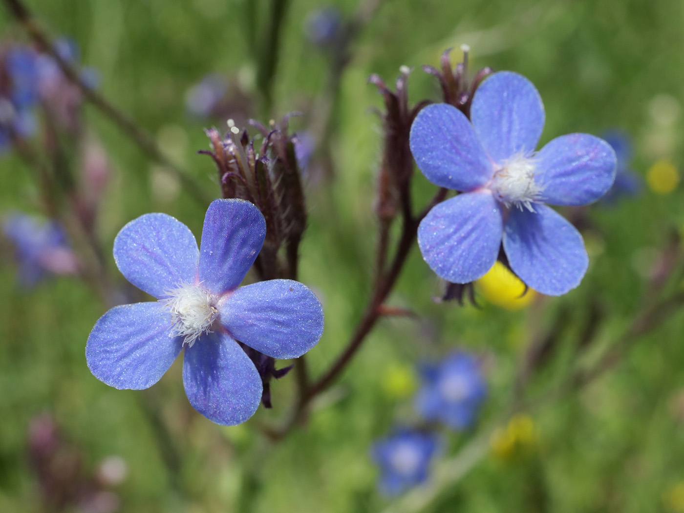 Image of Anchusa azurea specimen.