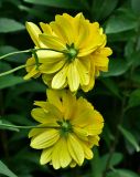 Rudbeckia laciniata разновидность hortensia. Соцветия (вид со стороны обёртки). Московская обл., г. Железнодорожный, в культуре. 21.08.2026.