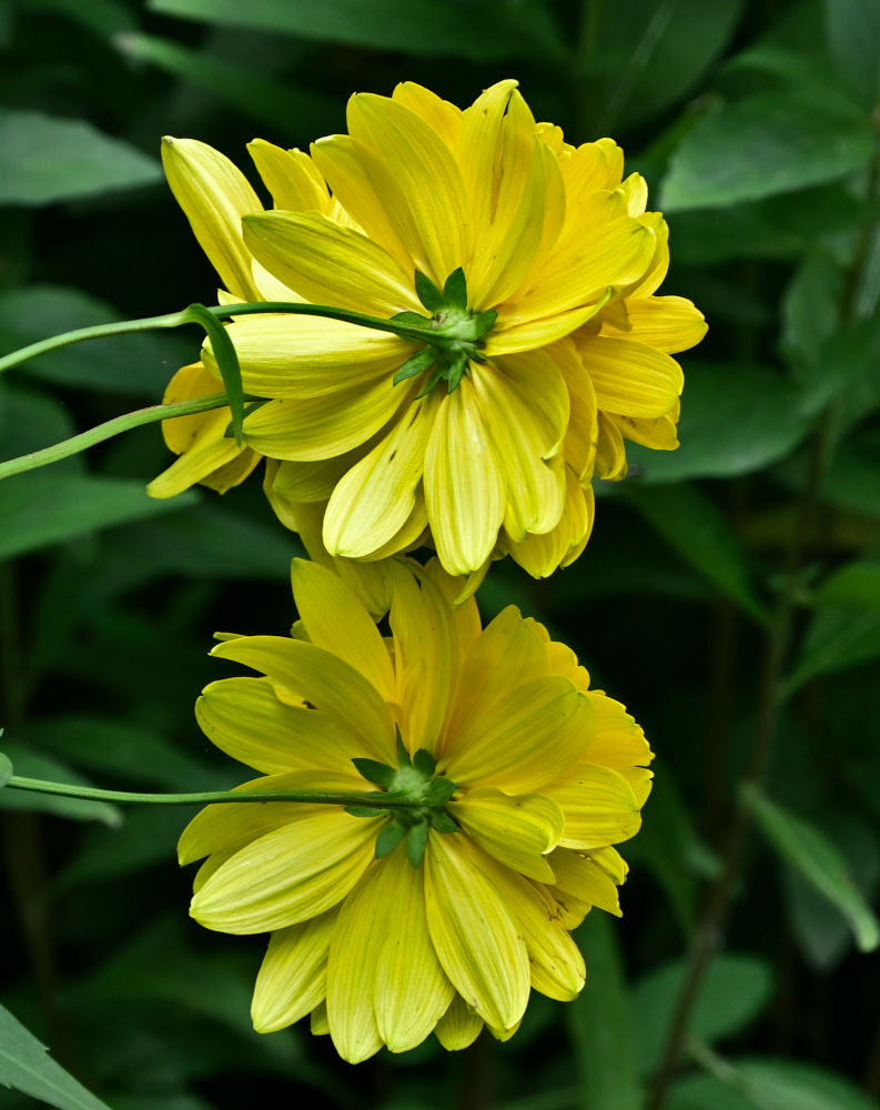 Изображение особи Rudbeckia laciniata var. hortensia.