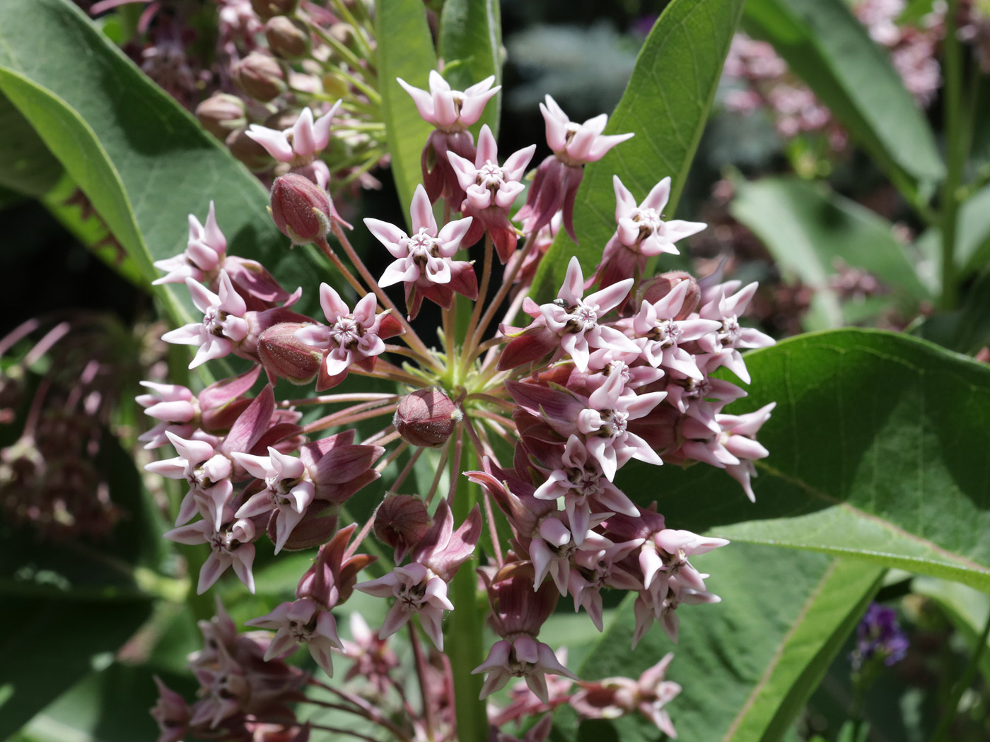 Image of Asclepias syriaca specimen.