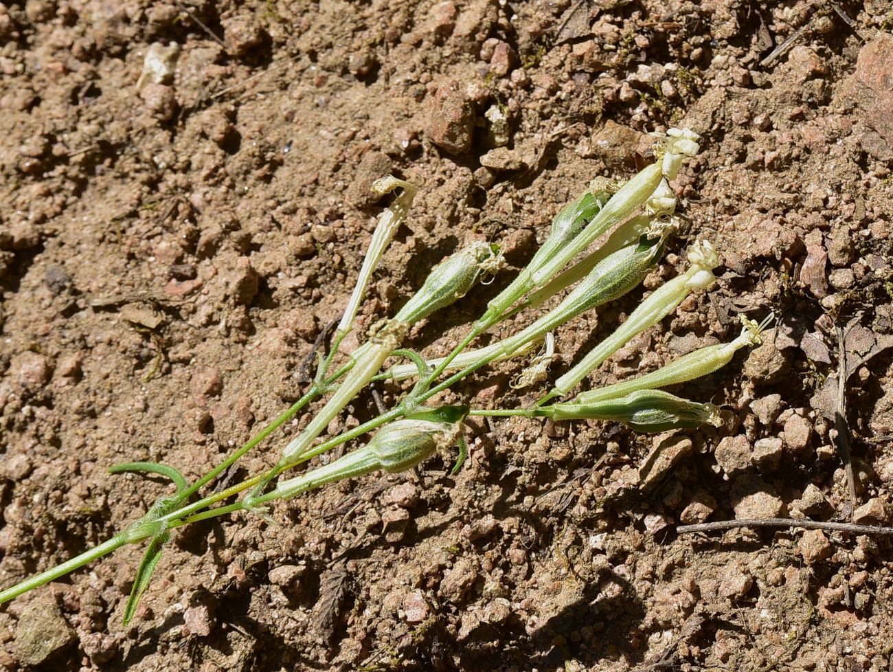 Image of familia Caryophyllaceae specimen.