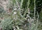 Phlomoides alaica. Верхушки цветущих побегов. Кыргызстан, Нарынская обл., Ак-Талинский р-н, 7 км к юго-западу от с. Кош-Дёбё, южные отроги хр. Молдо-Тоо, выс. ~ 2900 м н.у.м., каменистая осыпь. 08.07.2026.