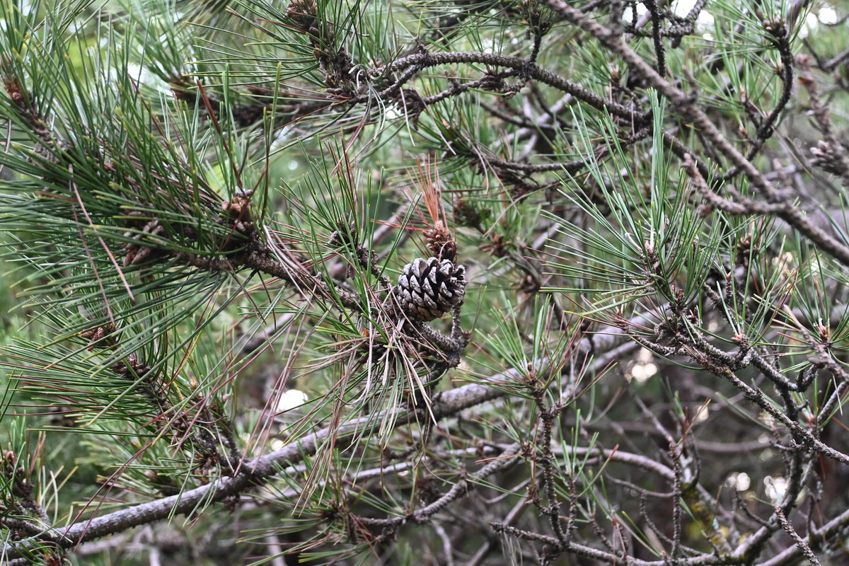 Изображение особи Pinus thunbergii.