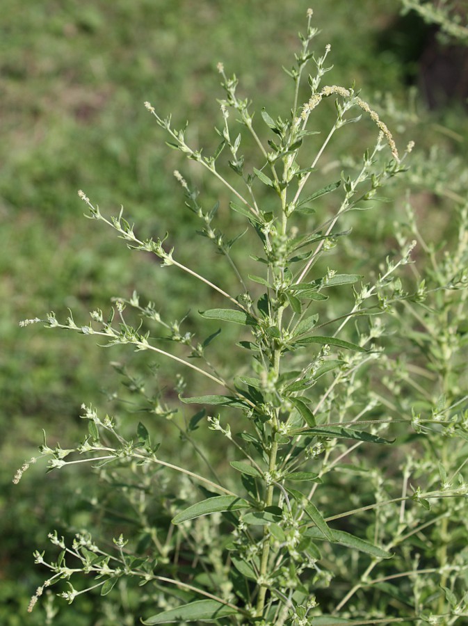 Image of Axyris amaranthoides specimen.