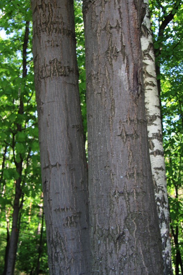 Изображение особи Quercus rubra.