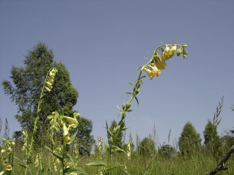 Изображение особи Digitalis grandiflora.