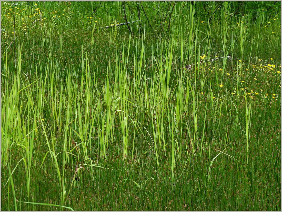 Изображение особи Typha laxmannii.