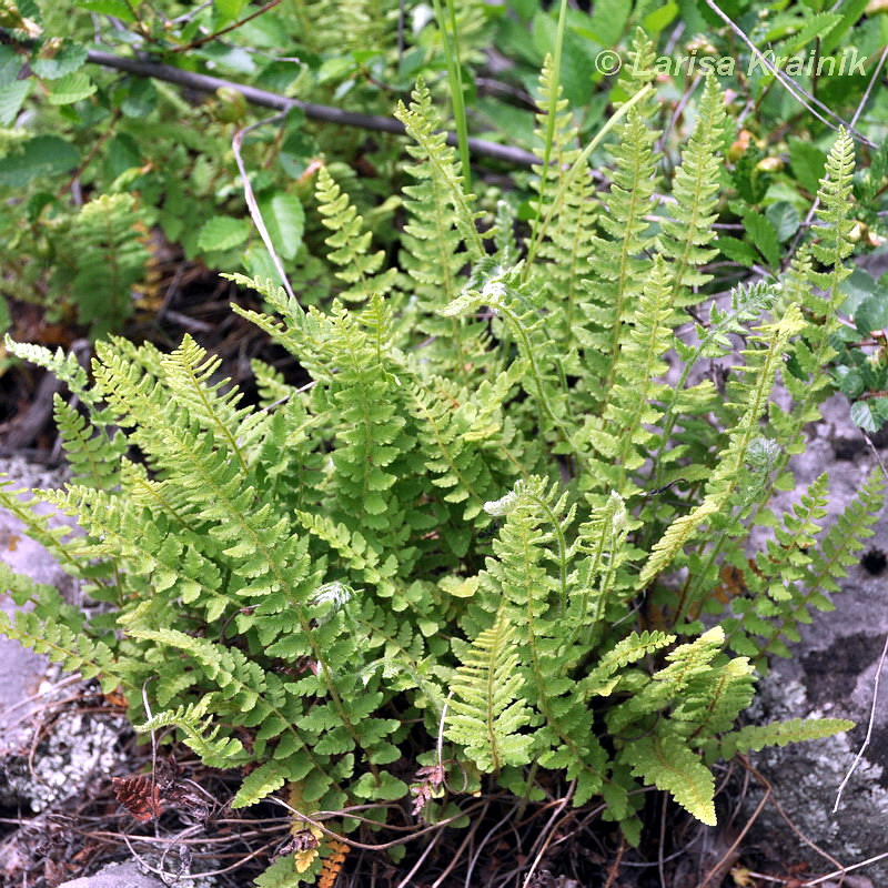 Image of Woodsia subcordata specimen.