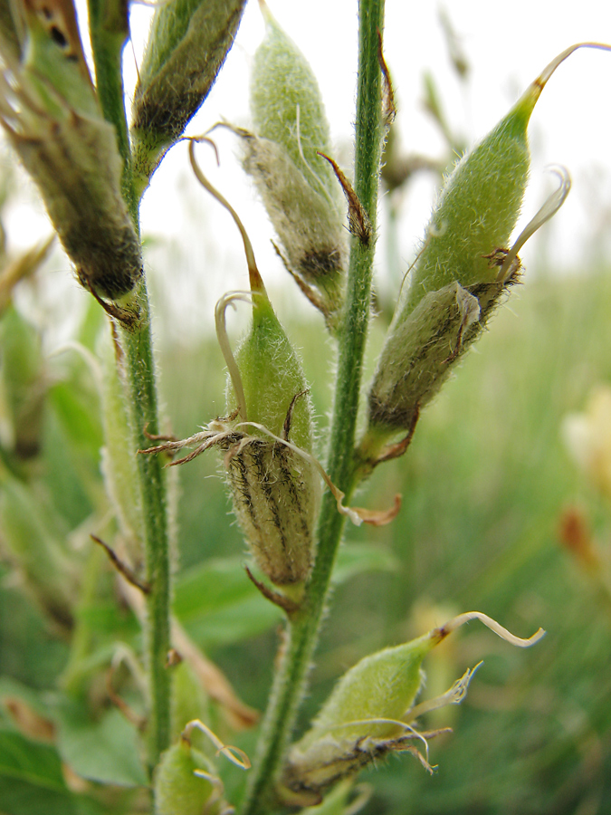 Изображение особи Astragalus pallescens.