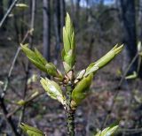 Euonymus verrucosus. Ветвь с начавшими рост молодыми побегами. Чувашия, окрестности г. Шумерля, Чёрный лес. 5 мая 2007 г.