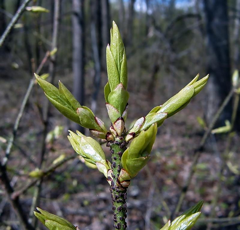 Изображение особи Euonymus verrucosus.