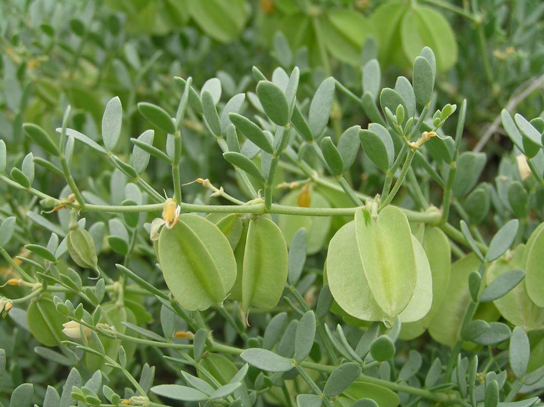 Image of Zygophyllum pinnatum specimen.