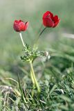 Anemone bucharica. Цветущие растения. Таджикистан, склоны гор Рангон, высота ~1000 м. н.у.м. 13.04.2011.