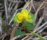 Chrysosplenium alternifolium