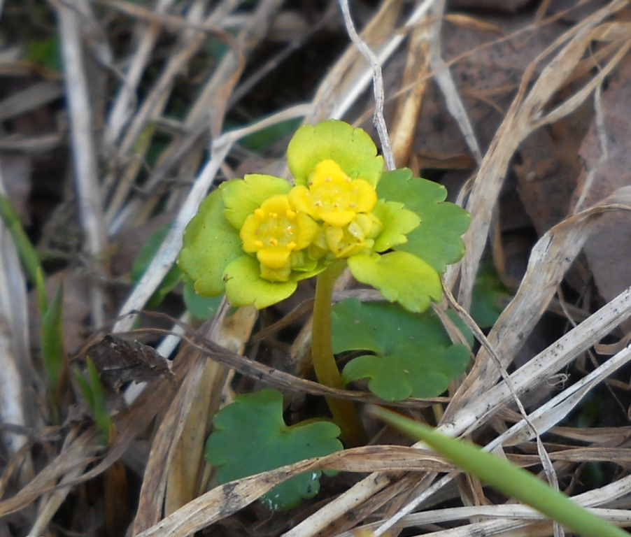 Изображение особи Chrysosplenium alternifolium.