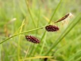 Carex saxatilis подвид laxa. Верхушка побега с соплодиями и отцветшим мужским соцветием (справа). Полярный Урал, долина Труба-Ю. 30.07.2011.