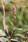 Persicaria maculosa