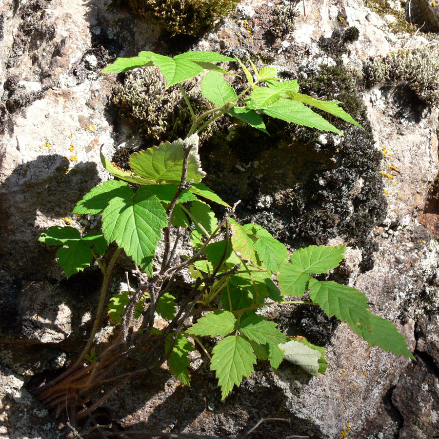 Изображение особи Rubus matsumuranus.