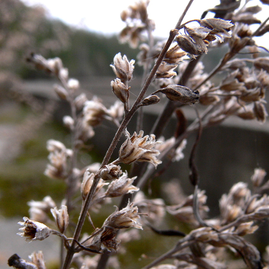 Изображение особи Artemisia vulgaris.