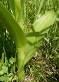 Dactylorhiza incarnata. Основание побега с прикорневыми листьями. Казахстан, Алматинская обл., пос. Дзержинское (Токжайлау), река Шет-Тентек. 1 июня 2011 г.
