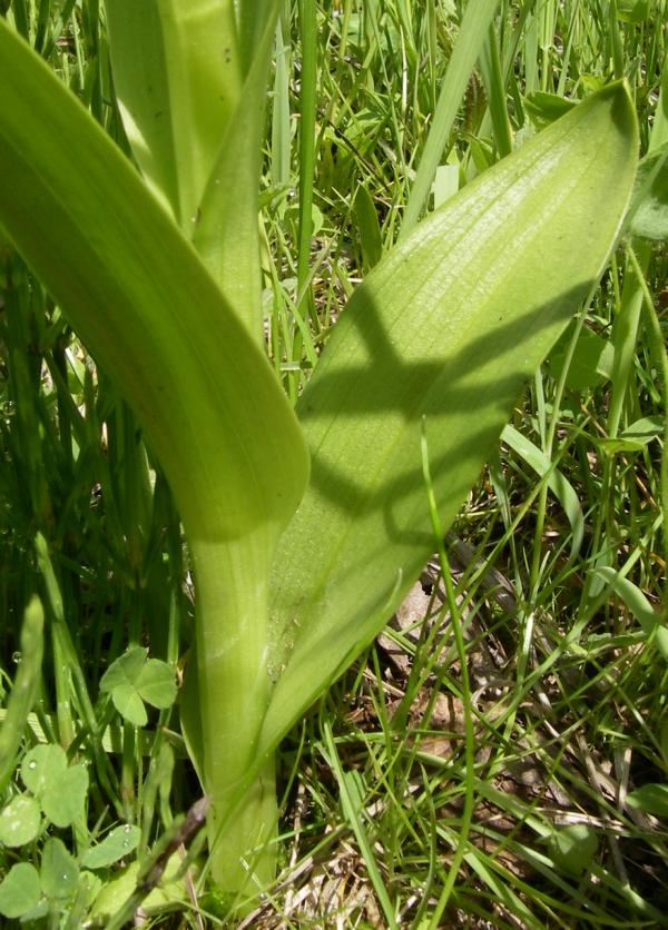 Изображение особи Dactylorhiza incarnata.