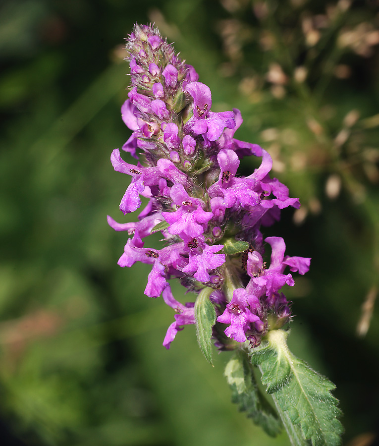 Изображение особи Betonica officinalis.