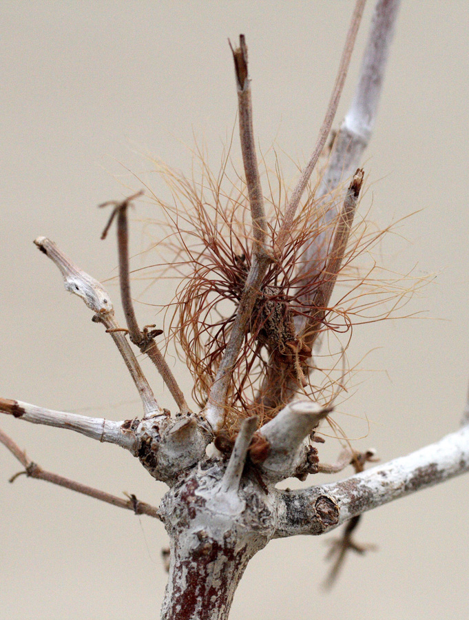 Image of Calligonum eriopodum specimen.