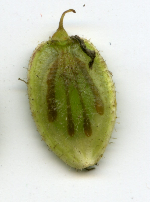 Image of Heracleum sosnowskyi specimen.