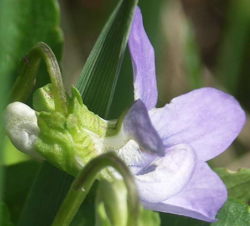 Image of Viola canina specimen.