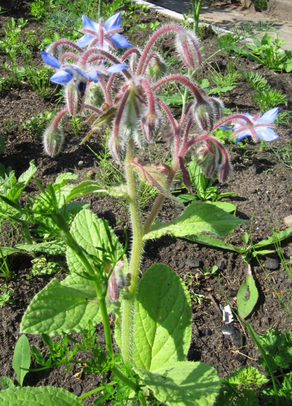 Image of Borago officinalis specimen.