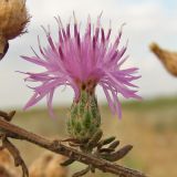 род Centaurea. Соцветие. Украина, Донецкая обл., Новоазовский р-н, Кривая коса, НПП \"Меотида\". 05.08.2011.