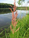 Calamagrostis epigeios. Соплодие. Тверская обл., Весьегонский р-н, окр. дер. Беняково, берег залива Рыбинского вдхр. по р. Сёбла. 24.07.2011.