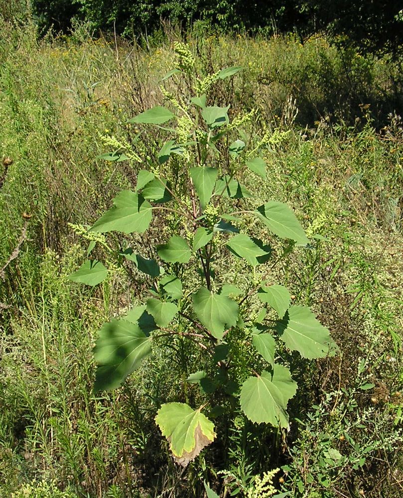 Image of Cyclachaena xanthiifolia specimen.