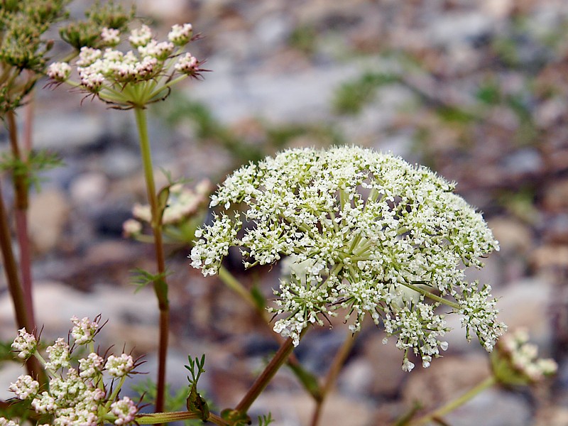 Изображение особи семейство Apiaceae.