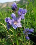 Polemonium acutiflorum. Цветки. Хабаровский кр., хр. Баджал, верховья руч. Длинного (лев. приток р. Урми-Макит). 30.06.2008.