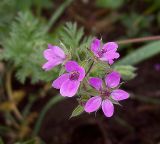 Erodium cicutarium