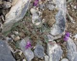 Oxytropis pauciflora