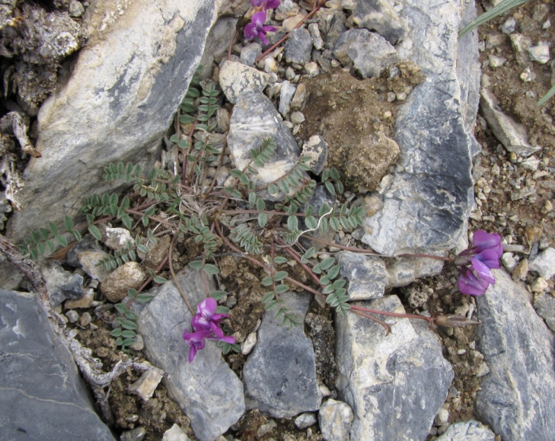 Image of Oxytropis pauciflora specimen.