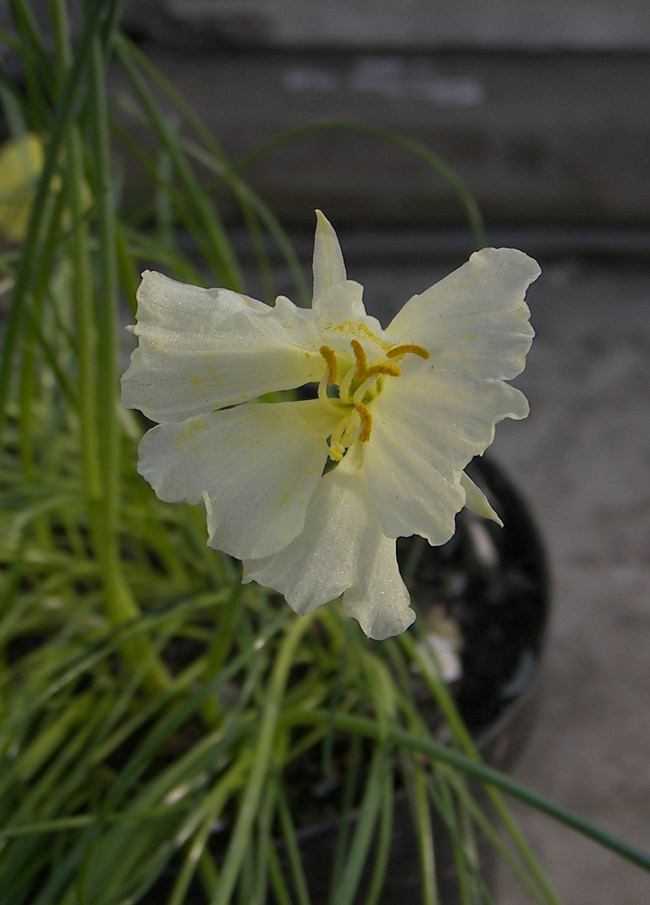 Изображение особи Narcissus romieuxii.