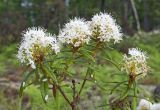 Ledum hypoleucum. Верхушка веточки с соцветиями. Сахалин, Тымовский р-н, окр. с. Ясное, лиственичный лес. 30.06.2011.