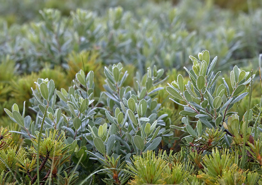 Image of Myrica tomentosa specimen.