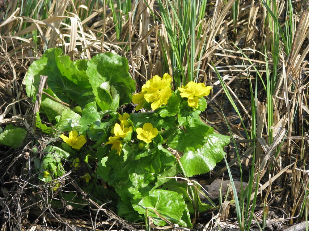 Image of Caltha palustris specimen.