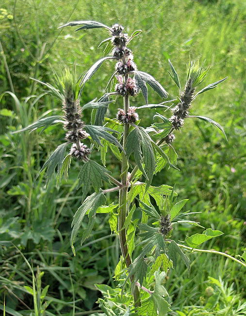 Image of Leonurus quinquelobatus specimen.