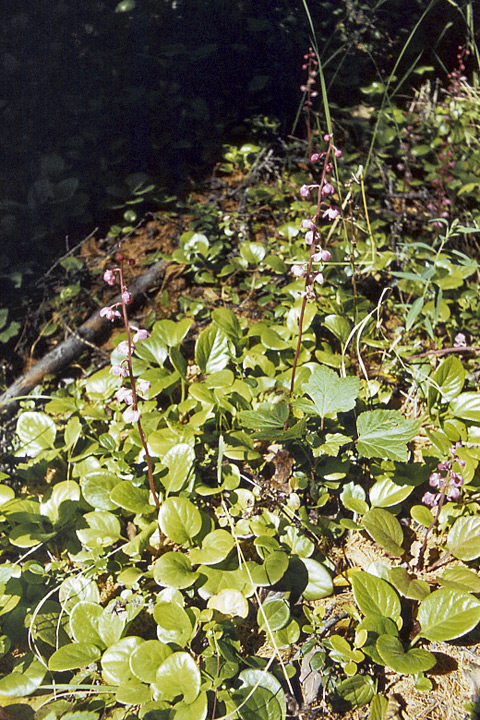 Image of Pyrola incarnata specimen.