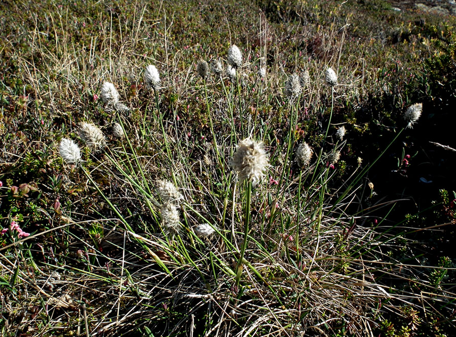 Изображение особи Eriophorum vaginatum.