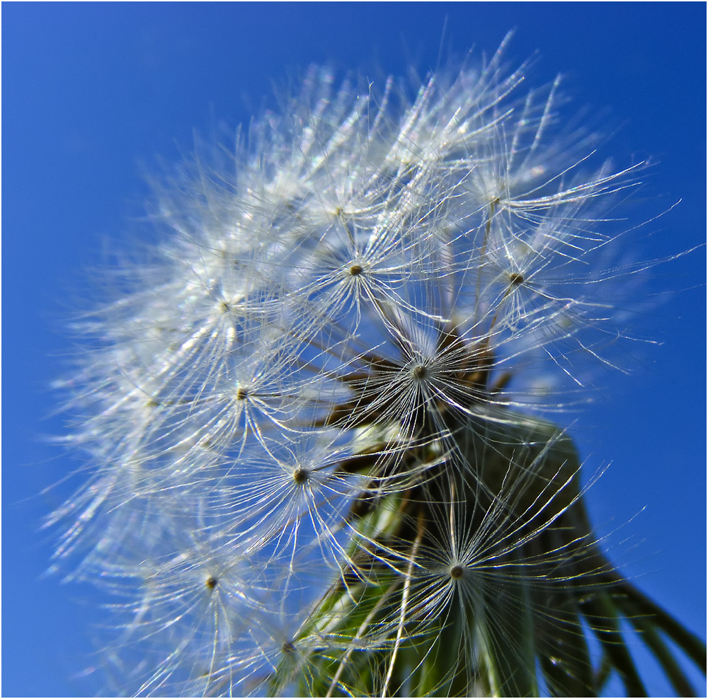 Изображение особи род Taraxacum.