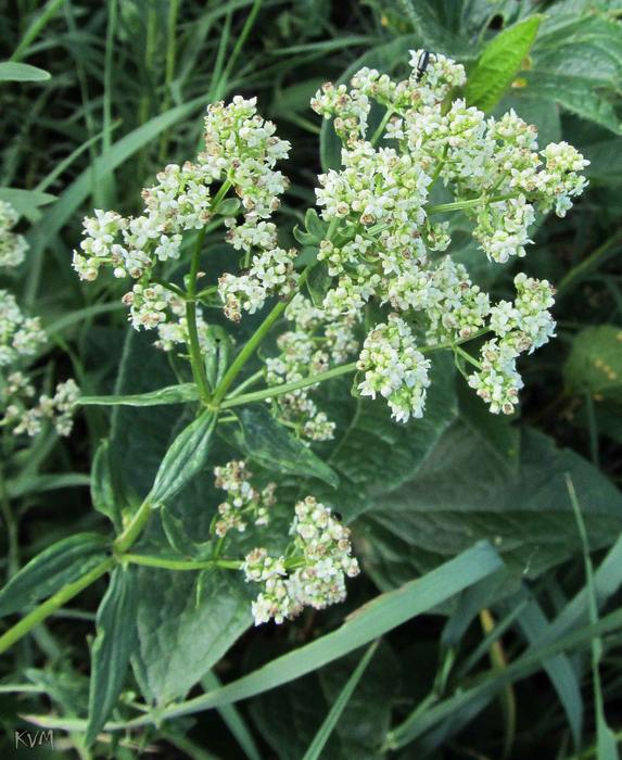 Image of genus Galium specimen.