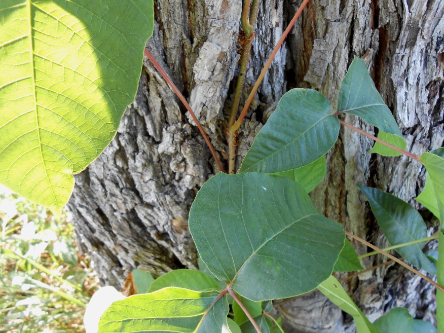 Изображение особи Toxicodendron radicans.